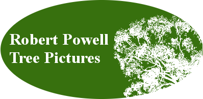 Robert Powell Tree Pictures | Pictures of trees natural to Perth, Western Australia