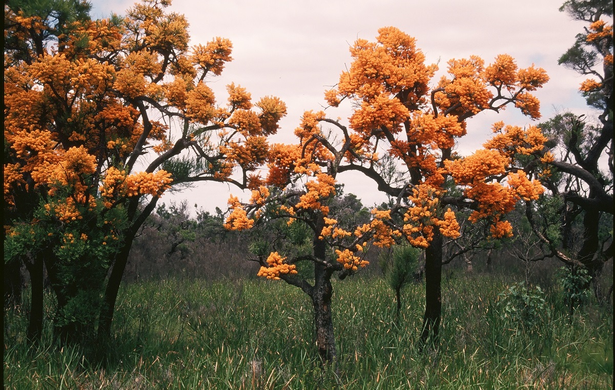 christmas tree nuytsia floribunda robert powell tree christmas tree nuytsia floribunda robert powell tree