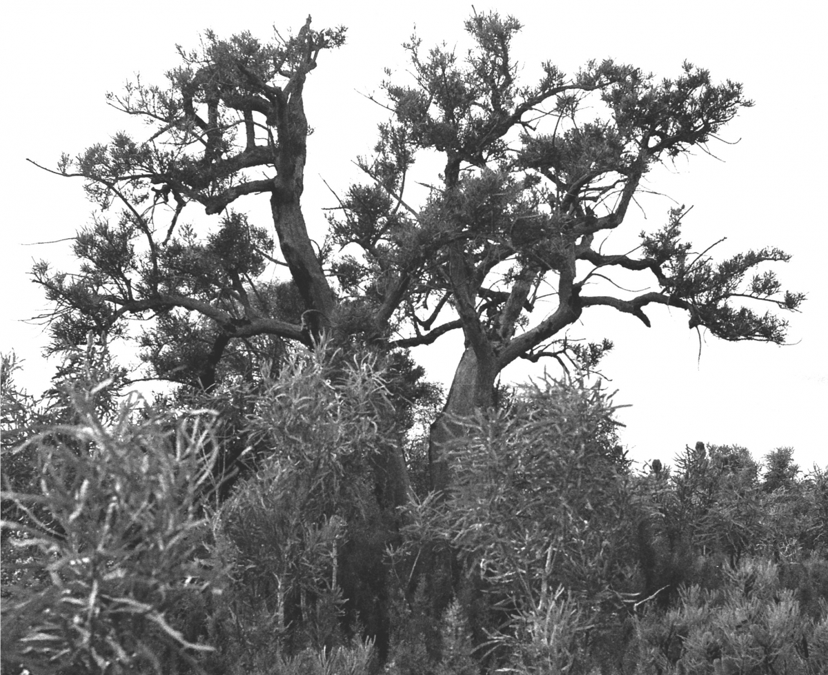 christmas tree nuytsia floribunda robert powell tree christmas tree nuytsia floribunda robert powell tree