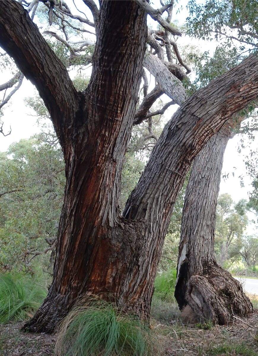Jarrah (Eucalyptus marginata) Robert Powell Tree Pictures