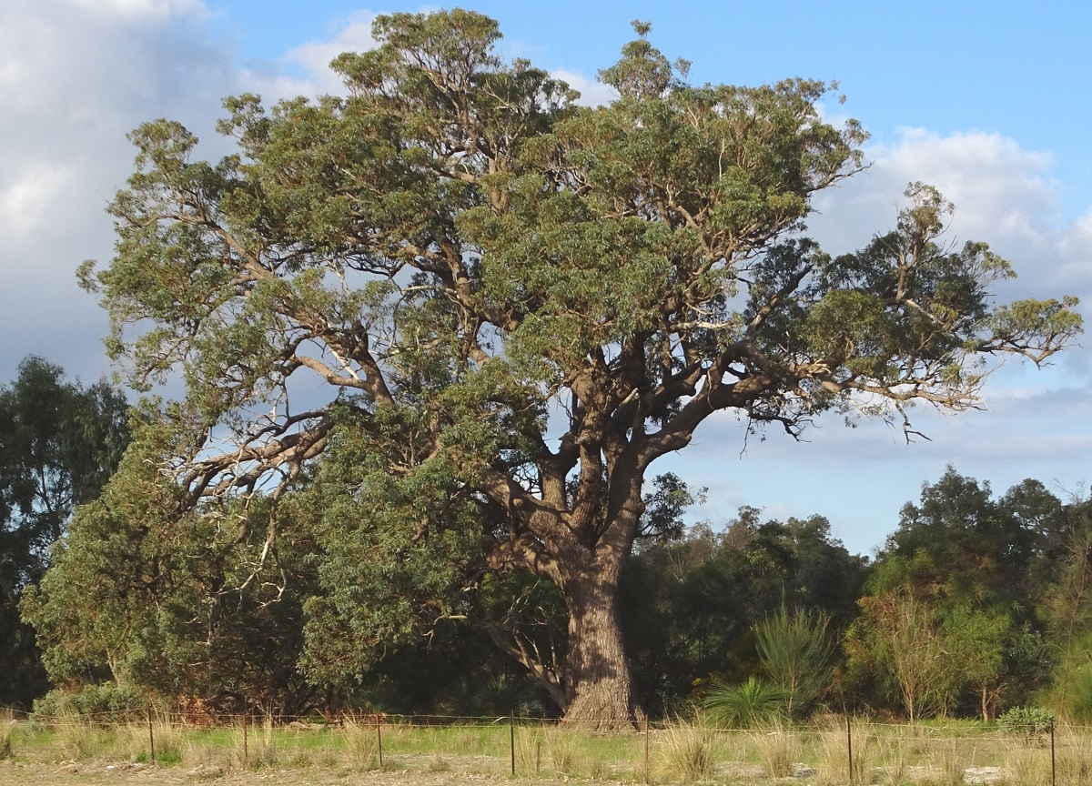 Jarrah (Eucalyptus marginata) Robert Powell Tree Pictures