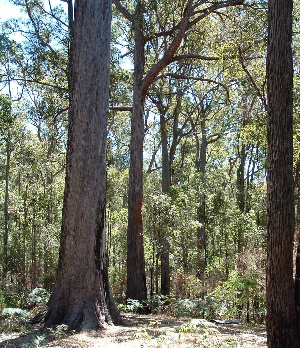 Jarrah (Eucalyptus marginata) Robert Powell Tree Pictures