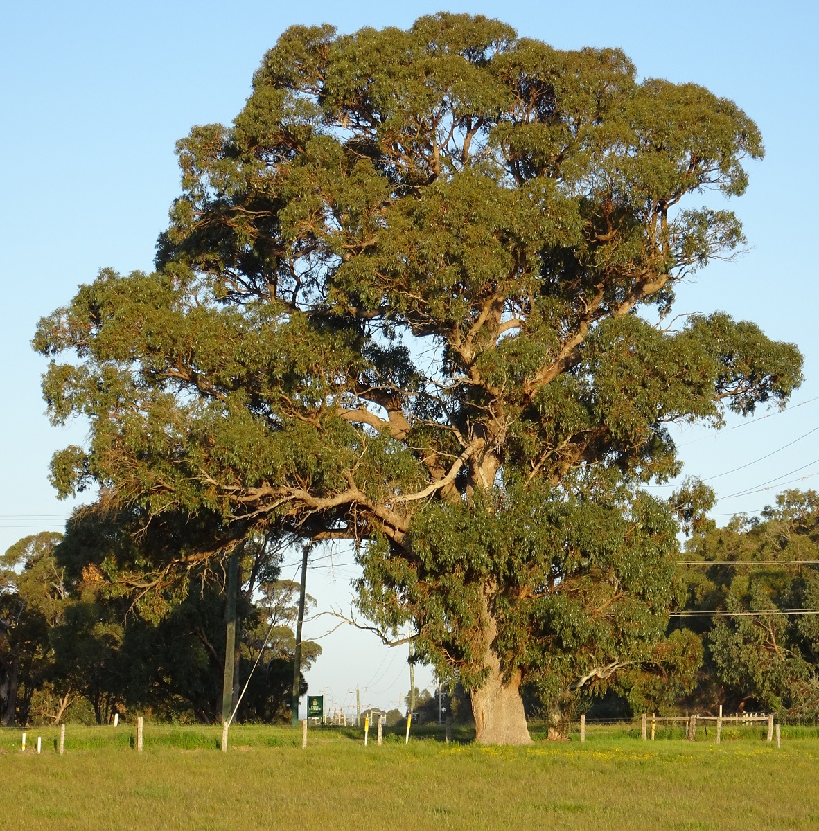 Tuart (Eucalyptus gomphocephala) Robert Powell Tree Pictures
