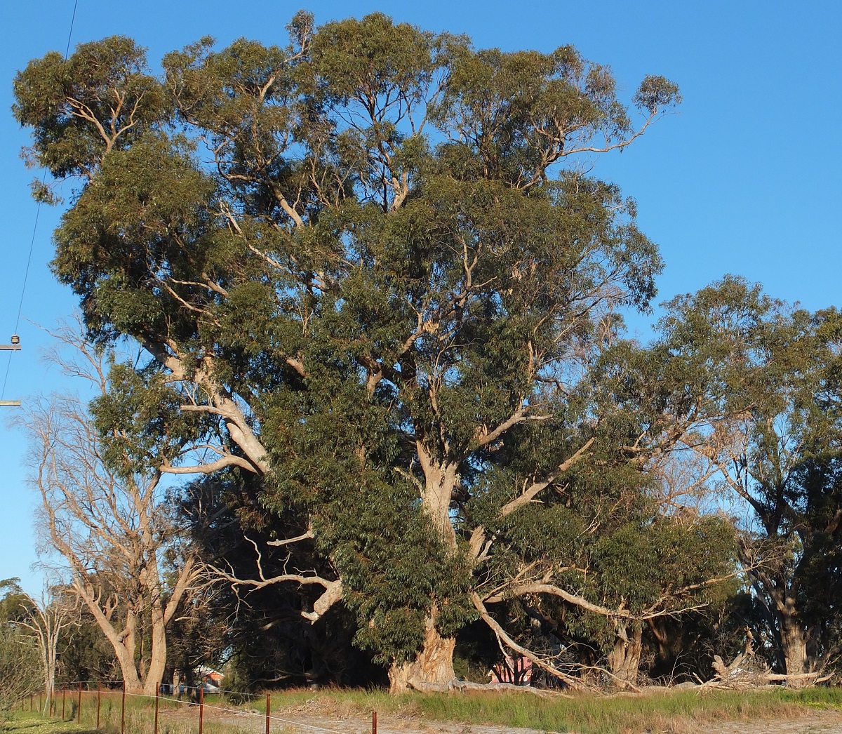 Tuart (Eucalyptus gomphocephala) Robert Powell Tree Pictures