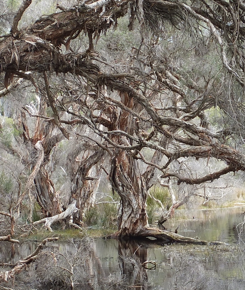 Freshwater paperbark (Melaleuca rhaphiophylla) – Robert Powell Tree ...