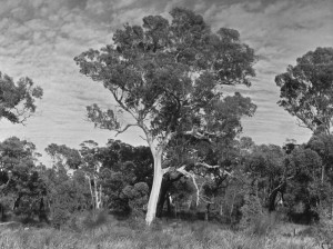 Tuart (Eucalyptus gomphocephala) – Robert Powell Tree Pictures